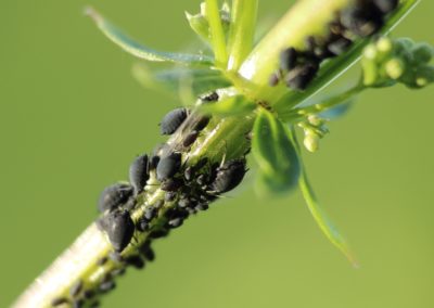 Pucerons plante