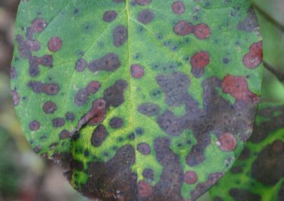 Entomosporiose feuille