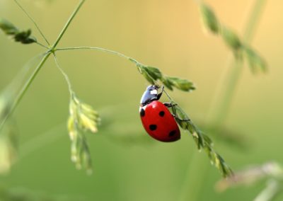 Coccinelle jardin