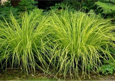 Carex