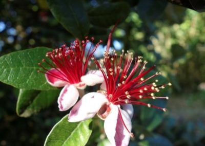 Fleurs du feijoa