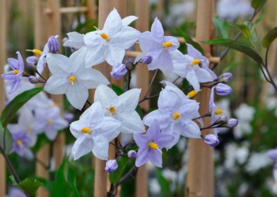 Solanum