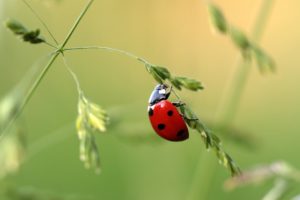 jardin écologique coccinelle