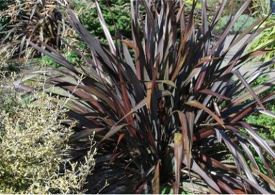 Phormium black