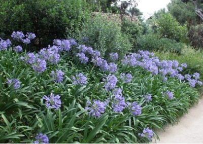Agapanthes bleues