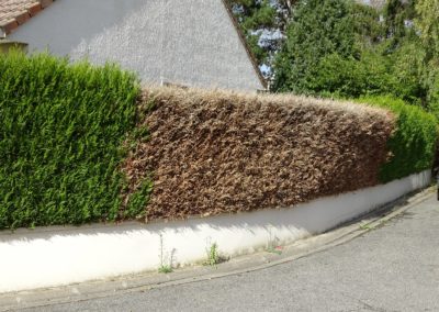 Haie de thuyas malade
