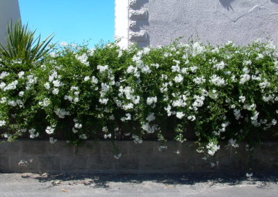 Haie de solanum pour jardin