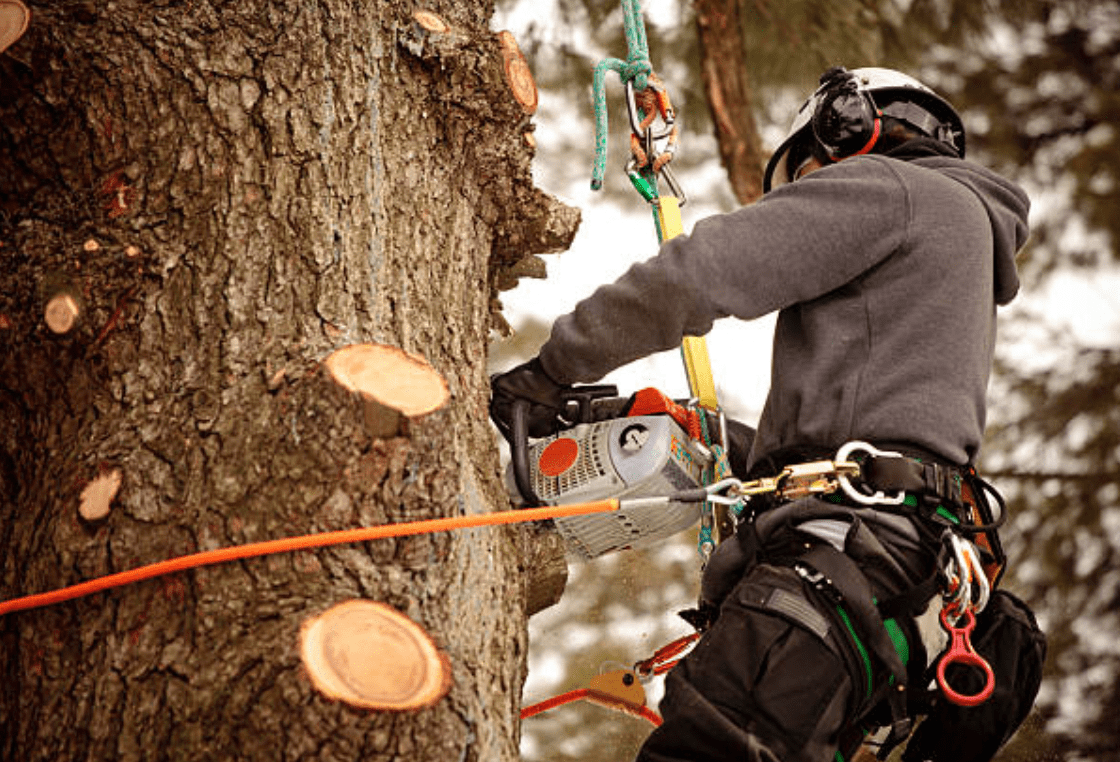 Élagage arbre métier professionnel