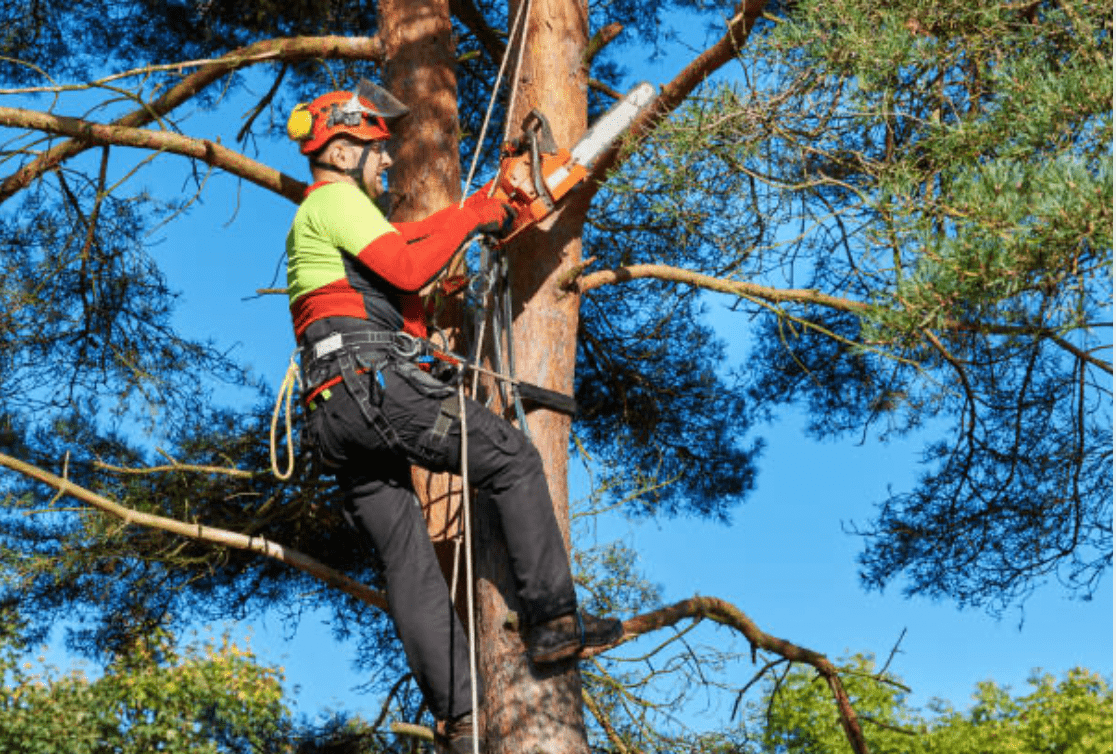 élagueur arbre équipement sécurité