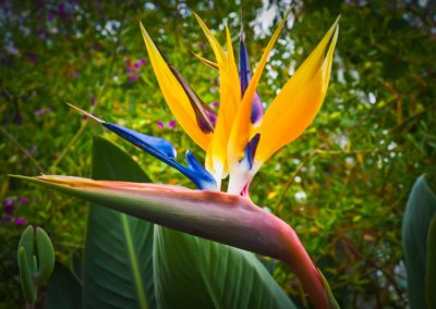 Strelitzia
