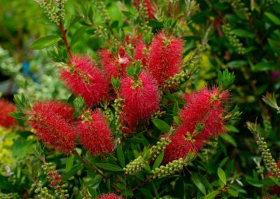 Callistemon ou rince-bouteille
