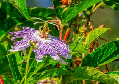 Passiflore