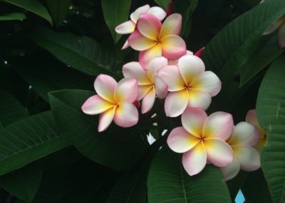 Frangipanier