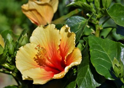 Hibiscus jaune