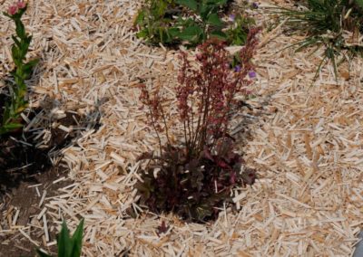 Paillage de paille de miscanthus