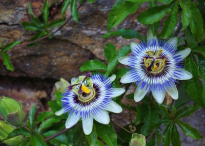 Passiflore