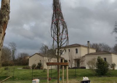 Un Magnolia planté