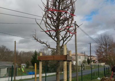 Magnolia tuteuré et libéré de ses entraves.