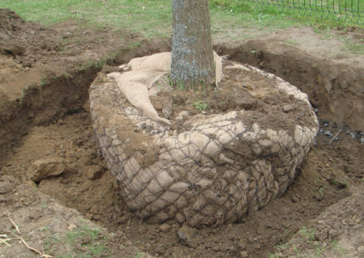 Fosse de plantation