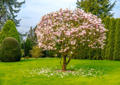 Magnolia