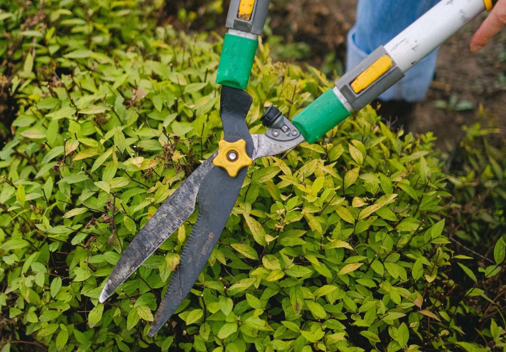 Entretien Jardin paysagiste 