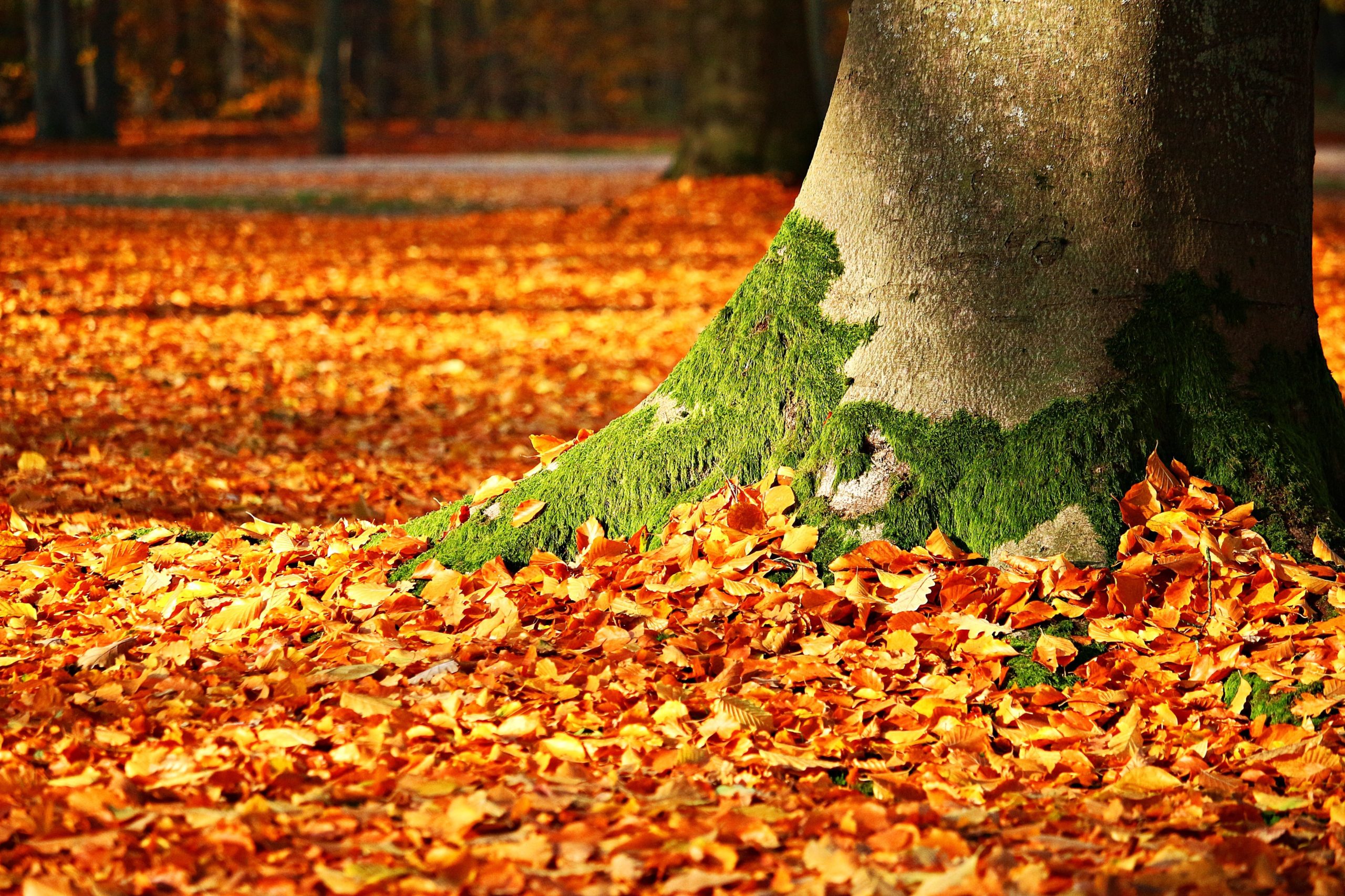 Arbre et feuilles d'Automne