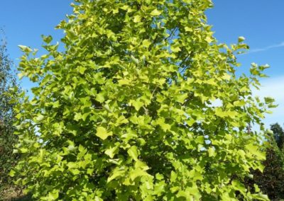 Liriodendron ou Tulipier de Virginie