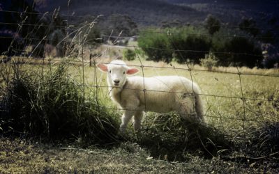Clôture agricole : quelles sont les spécificités?