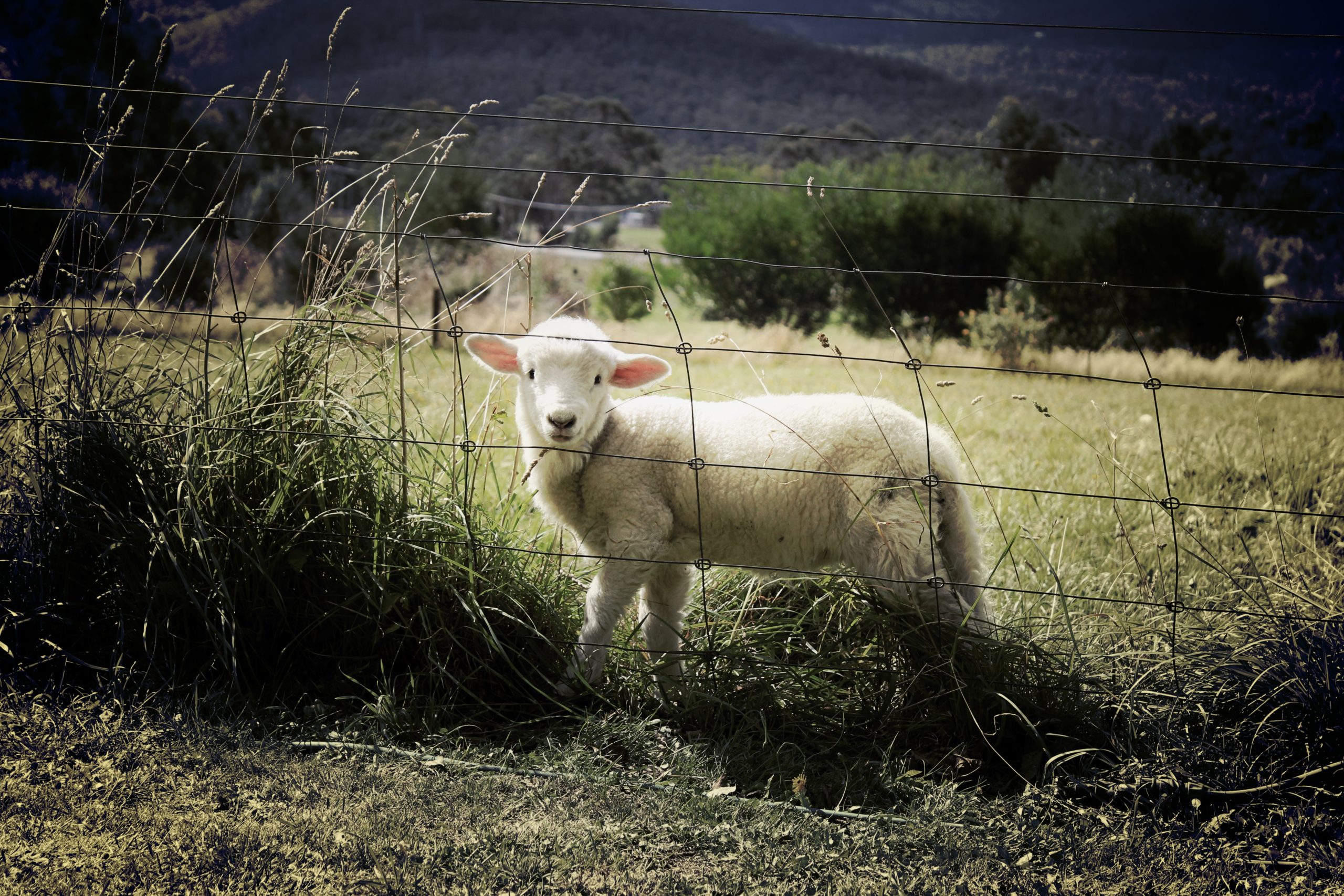 Agneau derrière une clôture agricole