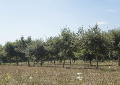 Plantation de chênes truffiers