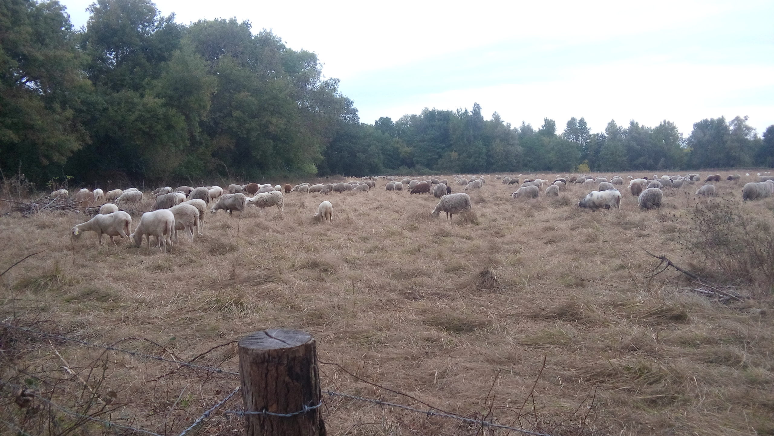 Et à nouveau les moutons paissent paisiblement
