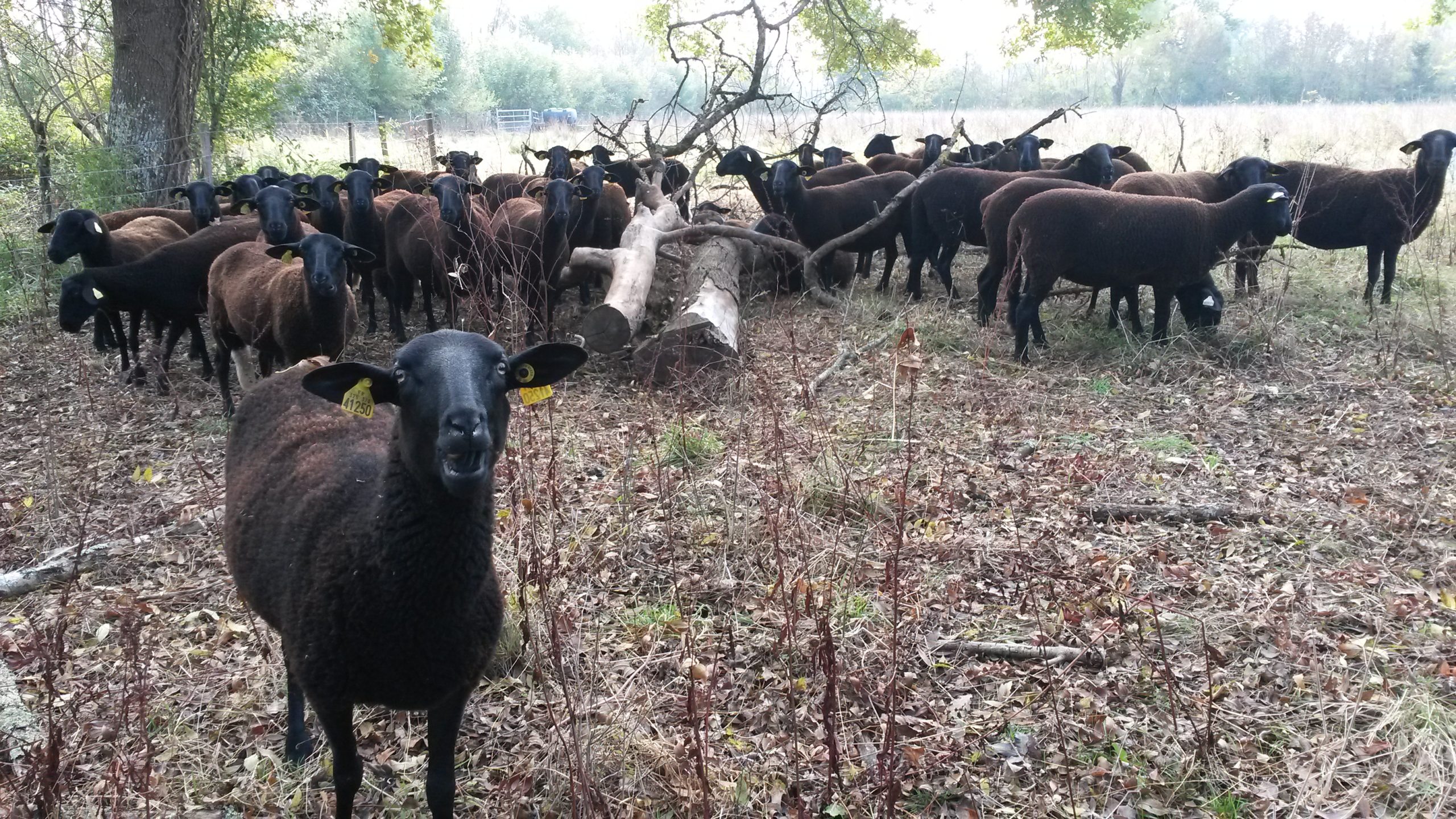 Une fois la parcelle clôturée...bienvenue aux ovins!