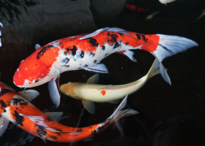 Carpe koï