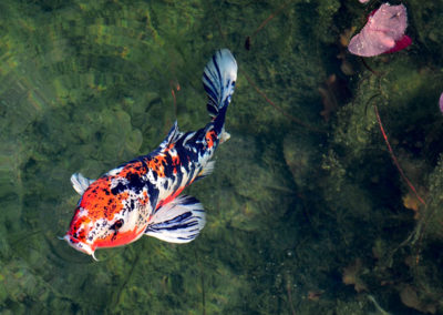 Carpe koï multicolore