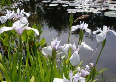 Iris blanc