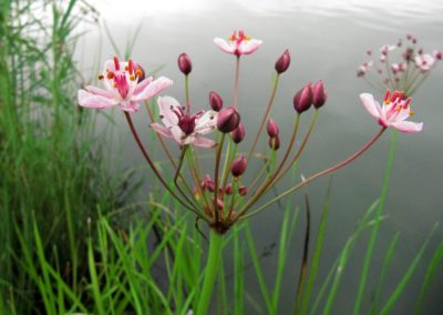 Jonc fleuri