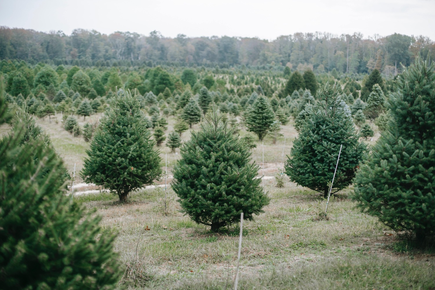 sapin noel plantation