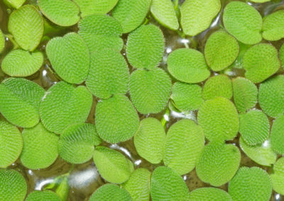 Salvinie auriculée