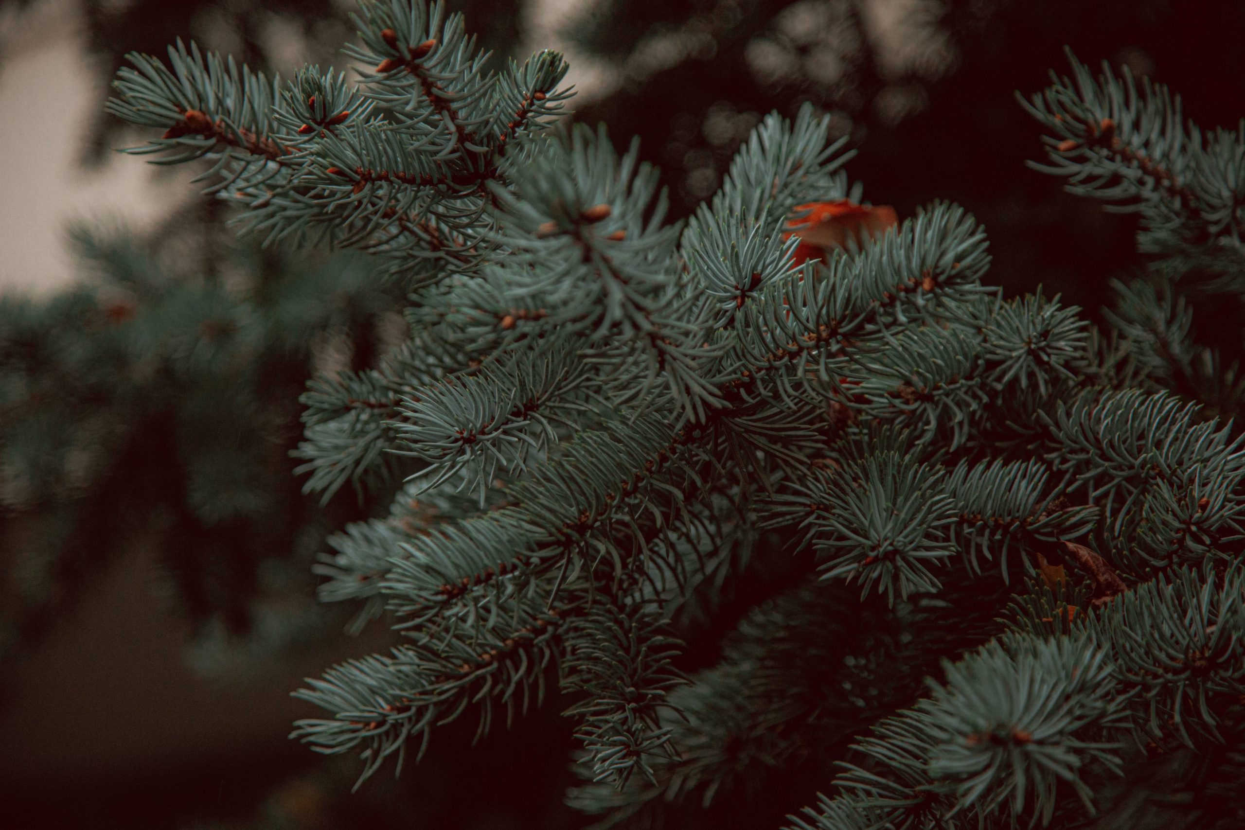 sapin noel épine