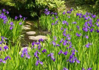 Iris violet