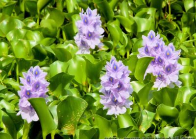 Jacinthe d'eau