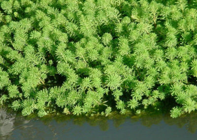 Myriophylle aquatique