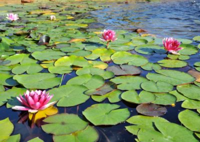 Nénuphar