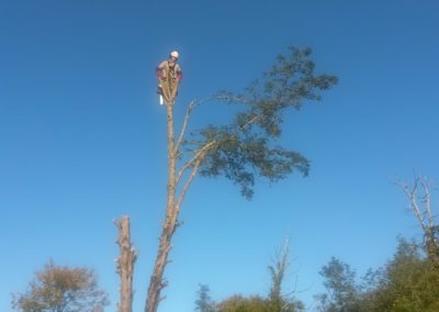 Démontage d'un acacia Démontage d'un acacia