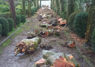 Allègement d'arbres en tête de chat Allègement d'arbres en tête de chat