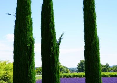cyprès arbre conifère