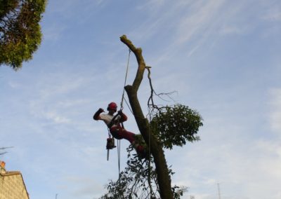Démontage micocoulier dans échoppe Bordeaux (4)