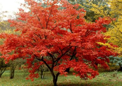 plantation d'arbre érable du japon