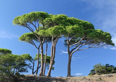 pin parasol plantation d'arbre