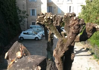 Après élagage des tilleuls Après élagage des tilleuls
